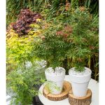 Image de Acer palm. 'Jerre Schwartz'