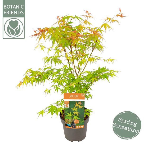 Image de Acer palm. 'Katsura'