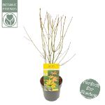 Image de Acer palm. 'Orange Dream'