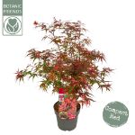 Image de Acer palm. 'Shaina'