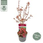 Image de Acer palm. 'Shaina'
