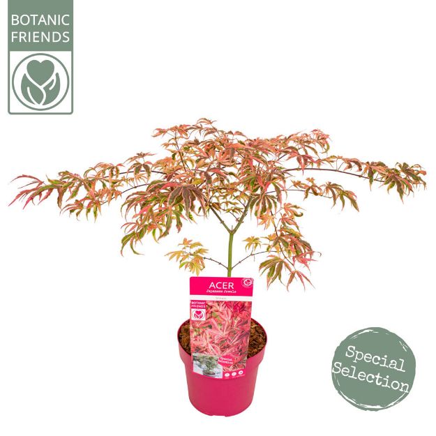 Image de Acer palm. 'Shirazz' (PBR)