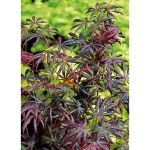Image de Acer palm. 'Trompenburg'