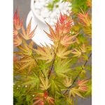 Image de Acer palm. 'Wilson's Pink Dwarf'