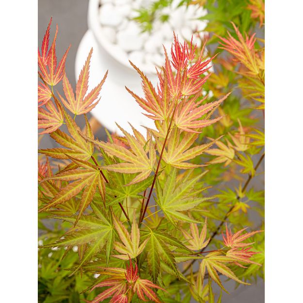 Image de Acer palm. 'Wilson's Pink Dwarf'