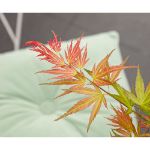 Image de Acer palm. 'Wilson's Pink Dwarf'