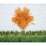 Image de Acer palm. 'Wilson's Pink Dwarf'