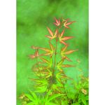 Image de Acer palm. 'Wilson's Pink Dwarf'