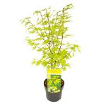 Image de Acer palm. 'Anne Irene' (PBR)