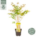 Image de Acer palm. 'Bi hoo'