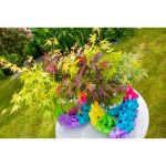 Image de Acer palm. 'Festival'®