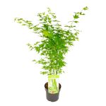 Image de Acer palm. 'Going Green' (PBR)