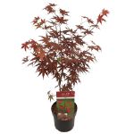 Image de Acer palm. 'Livy' (PBR)