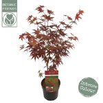 Image de Acer palm. 'Livy' (PBR)