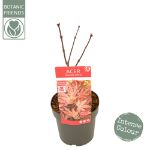 Image de Acer palm. 'Livy' (PBR)