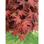 Image de Acer palm. 'Livy' (PBR)