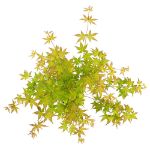 Image de Acer palm. 'Livy' (PBR)