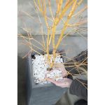 Image de Acer palm. 'Livy' (PBR)