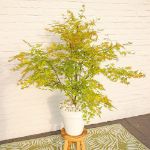 Image de Acer palm. 'Orange Lace' (PBR)
