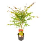 Image de Acer palm. 'Sangokaku'