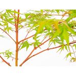 Image de Acer palm. 'Sangokaku'