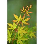 Image de Acer palm. 'Sangokaku'