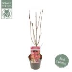 Image de Acer palm. 'Skeeter's Broom'
