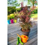 Image de Acer palm. 'Skeeter's Broom'