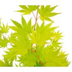 Image de Acer shir. 'Jordan' (PBR)