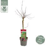 Image de Acer palm. 'Crimson Queen'