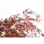 Image de Acer palm. 'Crimson Queen'