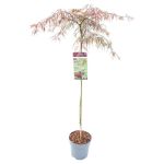 Image de Acer palm. 'Inaba-shidare'