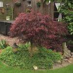 Image de Acer palm. 'Inaba-shidare'