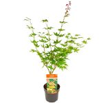 Image de Acer palm. 'Osakazuki'