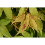 Image de Acer palm. 'Osakazuki'