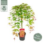 Image de Acer palm. 'Cascade Ruby' (PBR)