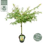 Image de Acer palm. 'Little Princess'