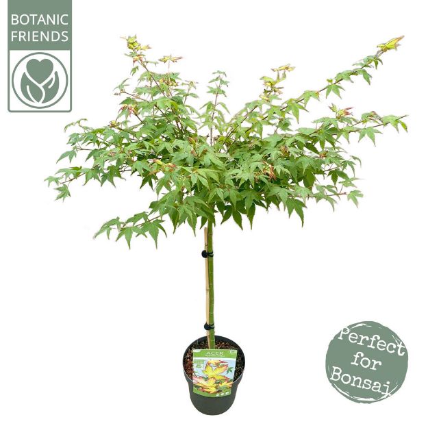 Image de Acer palm. 'Little Princess'