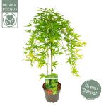 Image de Acer palm. 'Ryusen' (PBR)