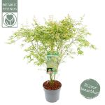 Image de Acer palm. 'Butterfly'