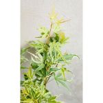 Image de Acer palm. 'Butterfly'
