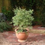 Image de Acer palm. 'Butterfly'
