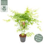 Image de Acer palm. 'Going Green' (PBR)