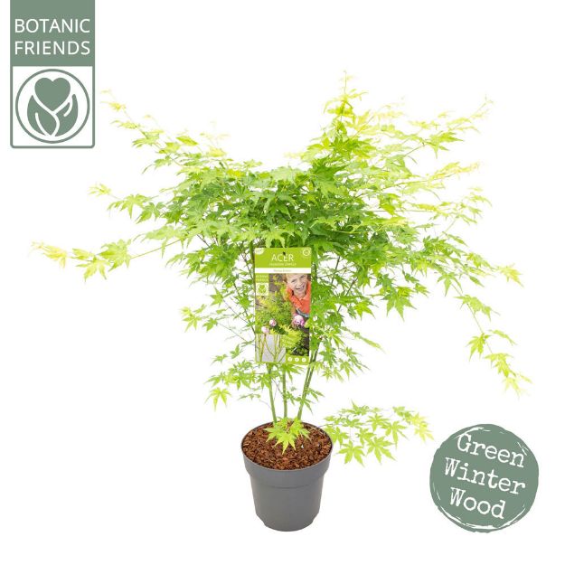 Image de Acer palm. 'Going Green' (PBR)