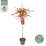Image de Acer palm. 'Beni-maiko'