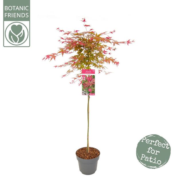 Image de Acer palm. 'Beni-maiko'