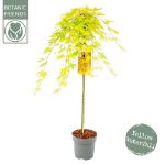 Image de Acer palm. 'Cascade Citrine' (PBR)