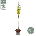 Image de Acer palm. 'Cascade Emerald' (PBR)