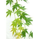 Image de Acer palm. 'Cascade Emerald' (PBR)