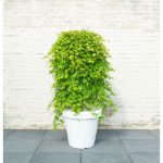 Image de Acer palm. 'Cascade Emerald' (PBR)